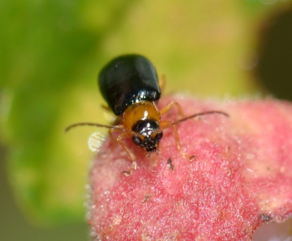 Hypebaeus flavicollis? No, Chrysomelidae, Luperus sp.